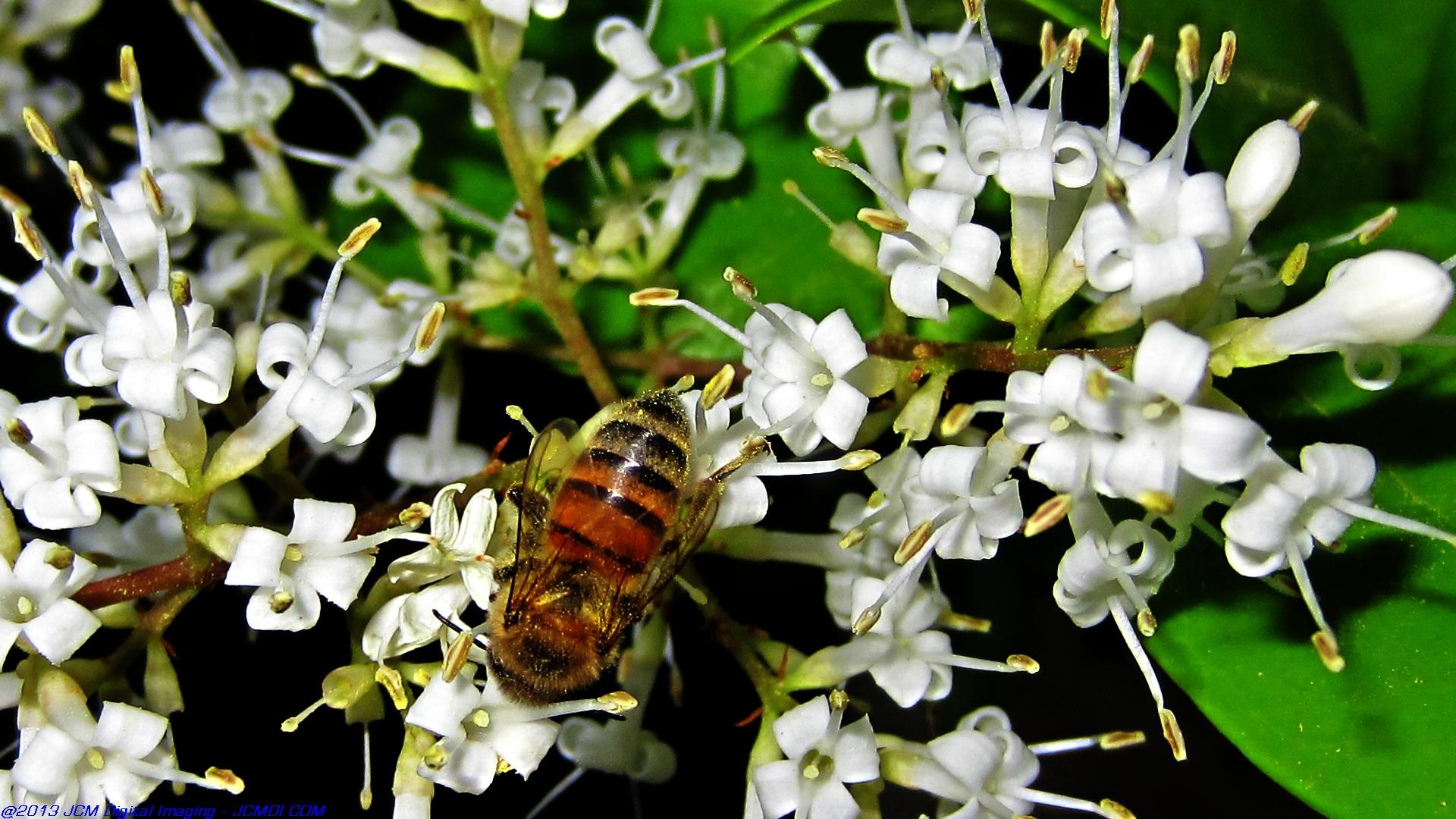Honeybees on white flowers 